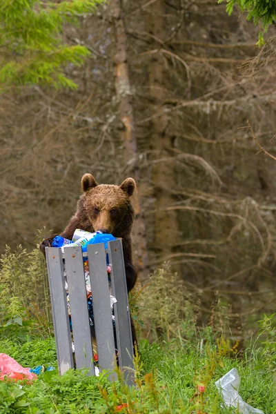 European Brown Bear Ursus Arctos Arctos Natural Habitat Romania — Stock Photo, Image