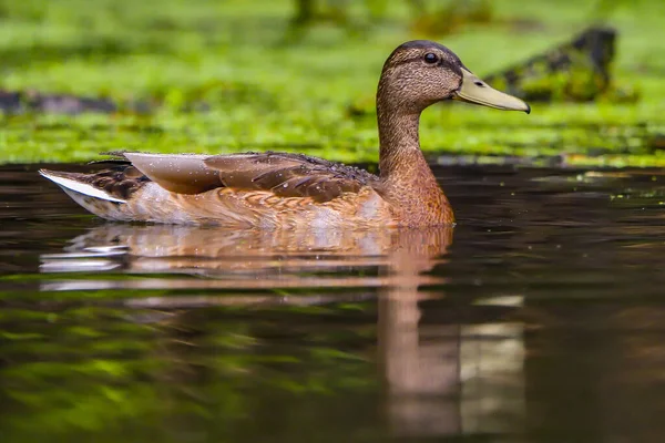Male Wild Duck Anas Platyrhynchos Swimming Danub Delta — Stock Photo, Image