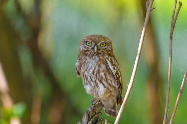 Pequeño Búho Hábitat Natural Athene Noctua — Foto de Stock