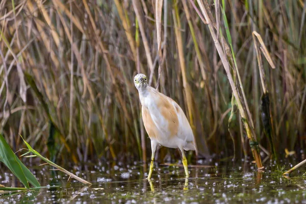 Squacco Heron Ardeola Ralloides Danube Delta Biosphere Reserve Rumania — Stok Foto