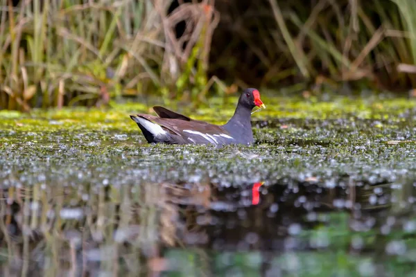 Frecuentes Moorhen Gallinula Chloropus —  Fotos de Stock