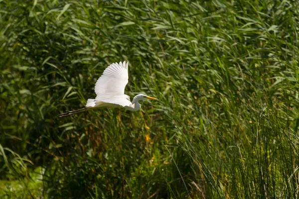 Egret Zwyczajny Ardea Alba Delcie Dunaju Rumunia — Zdjęcie stockowe