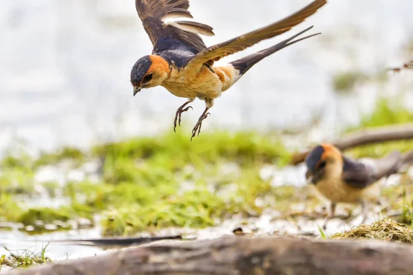 Roodkopzwaluw Cecropis Daurica Hirundo Daurica Bij Een Donaudelta Die Modder — Stockfoto