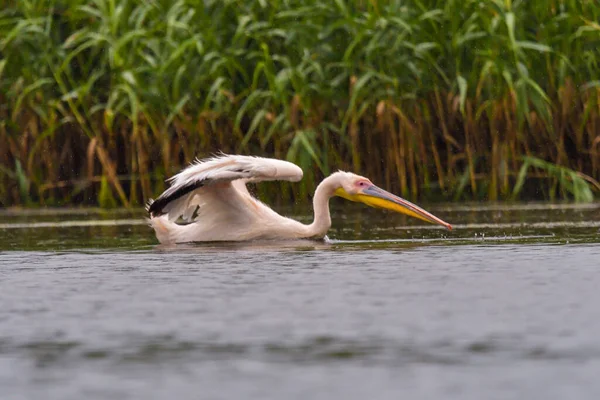 Beyaz Pelikanlar Pelecanus Onocrotalus Tuna Deltası Nda Yağmurda Yüzüyorlar — Stok fotoğraf