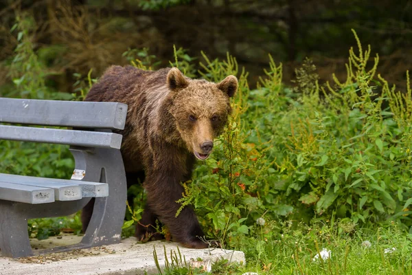 Европейский Бурый Медведь Ursus Arctos Arctos Естественной Среде Обитания Румыния — стоковое фото