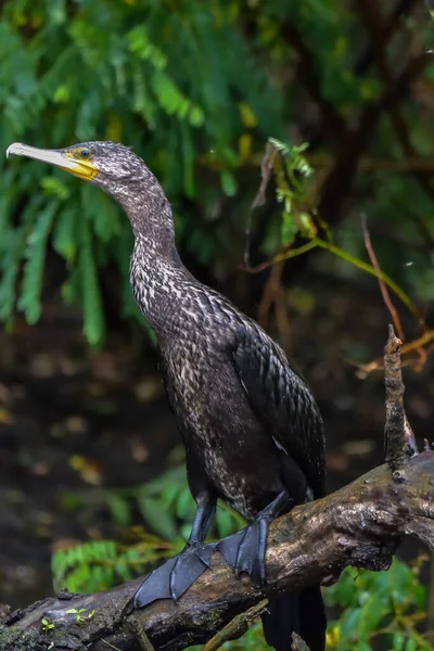 Cormorant Also Known Cormoran Phalacrocoracidae Waiting Catch Danube Delta Romania — Stock Photo, Image