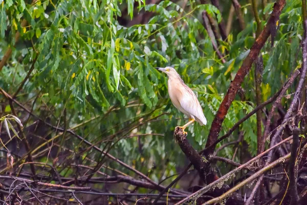 Squacco Heron Ardeola Ralloides Danube Delta Biosphere Reserve Rumania — Stok Foto