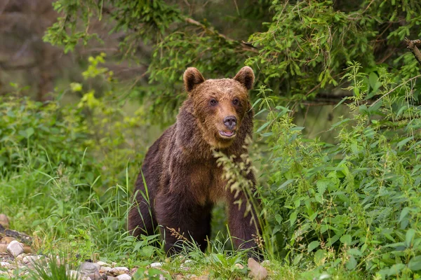 Beruang Cokelat Eropa Ursus Arctos Arctos Habitat Alami Rumania — Stok Foto