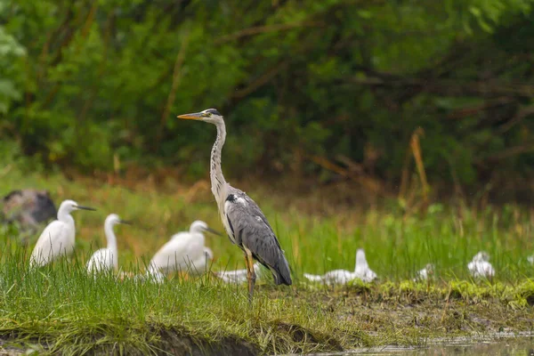 Grey Heron Bird Ardea Cinerea Danube Delta Romania — Stock Photo, Image