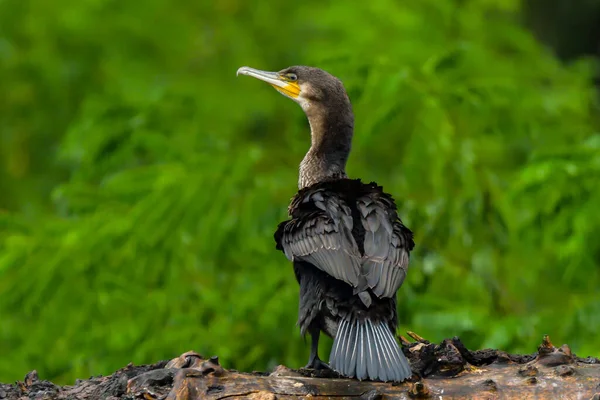 Cormorant Také Známý Jako Cormoran Nebo Phalacrocoracidae Čekající Úlovek Deltě — Stock fotografie