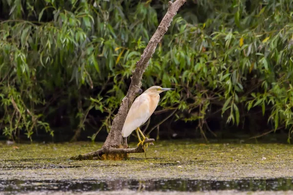 Squacco Heron Ardeola Ralloides Donaus Biosfärområde Rumänien — Stockfoto