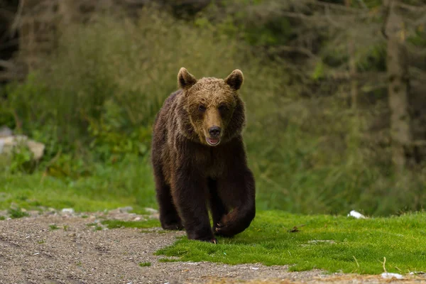 European Brown Bear Ursus Arctos Arctos Natural Habitat Romania — Stock Photo, Image