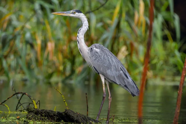 ルーマニアからのドナウデルタの灰色のサギ鳥 Ardea Cinerea — ストック写真