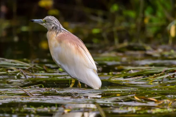 Squacco Heron Ardeola Ralloides Danube Delta Biosphere Reserve Rumania — Stok Foto