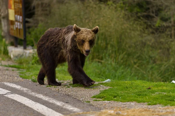 Beruang Cokelat Eropa Ursus Arctos Arctos Habitat Alami Rumania — Stok Foto