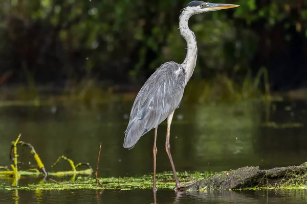 Uccello Airone Grigio Ardea Cinerea Nel Delta Del Danubio Dalla — Foto Stock