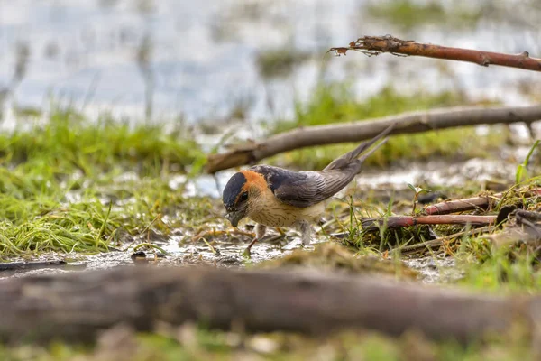 Vörös Rumped Fecske Cecropis Daurica Hirundo Daurica Közel Csiga Delta — Stock Fotó