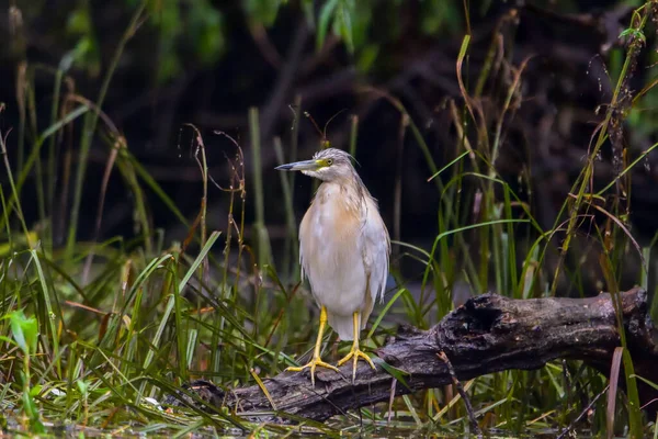 Squacco Heron Ardeola Ralloides Danube Delta Biosphere Reserve Rumania — Stok Foto