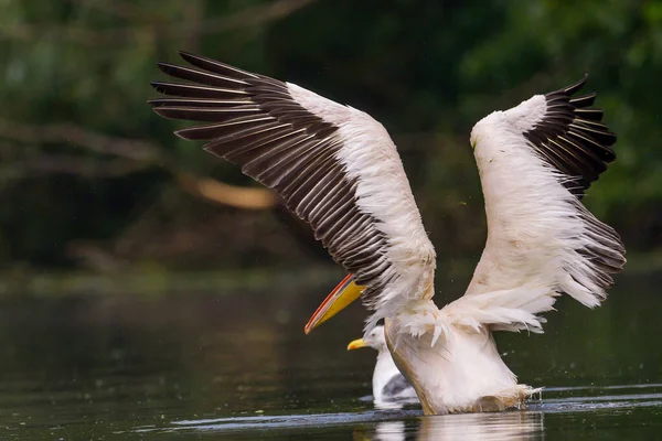 ドナウ川デルタで雨の後に泳ぐ白いペリカン Pelecanus Onocrotalus — ストック写真