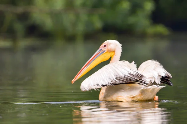 Beyaz Pelikanlar Pelecanus Onocrotalus Yağmurdan Sonra Tuna Deltası Nda Yüzerler — Stok fotoğraf