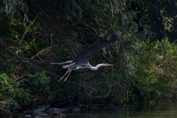 ルーマニアからのドナウデルタの灰色のサギ鳥 Ardea Cinerea — ストック写真