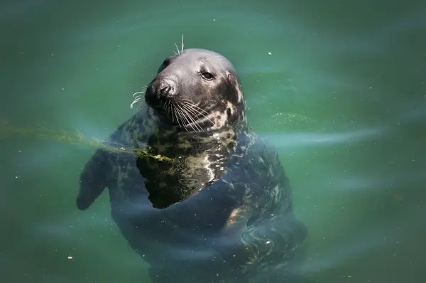 Sigillo Nell Acqua Del Porto Howth — Foto Stock