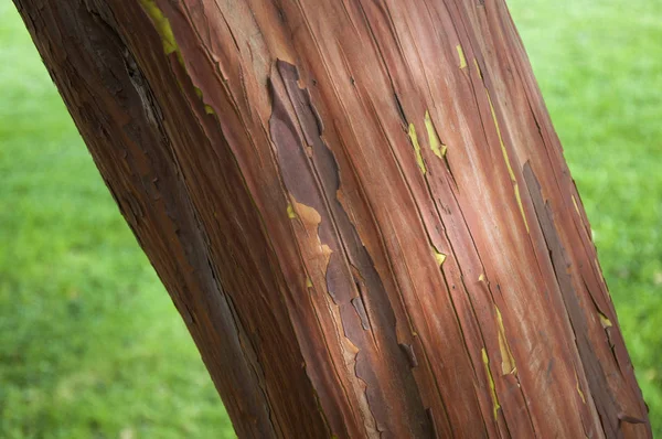 Corteza Roja Escamas Arbutus Fresa — Foto de Stock