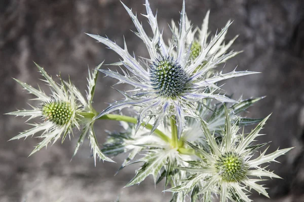 Blauwe Stekelig Bloem Feverweed Foetidum — Stockfoto