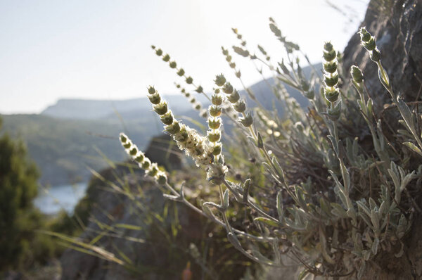 Ironwort or Sideritis taurica on sunset in Crimea coast.