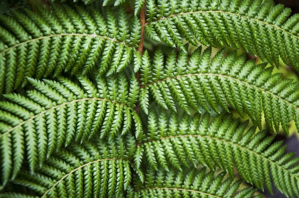 Det Symmetriska Mönstret Fern Leaf — Stockfoto