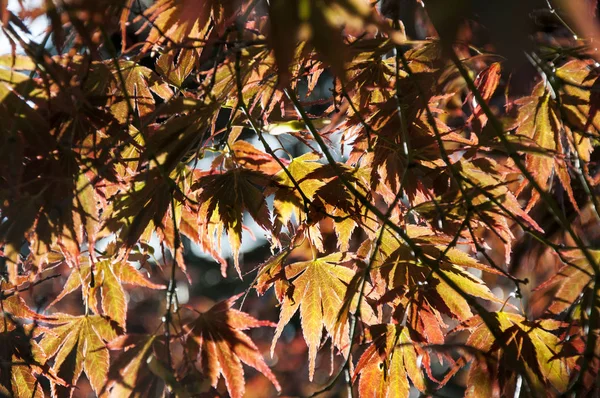 Japán Juhar Dublini Botanikus Kertben — Stock Fotó