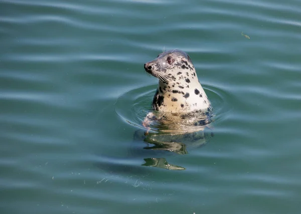 Dublín Irlanda Seal Agua Del Puerto Howth —  Fotos de Stock