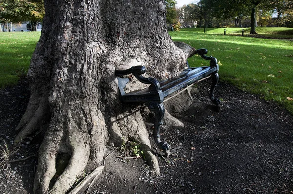 Hungry tree in King\'s inn Park. Dublin .Ireland .