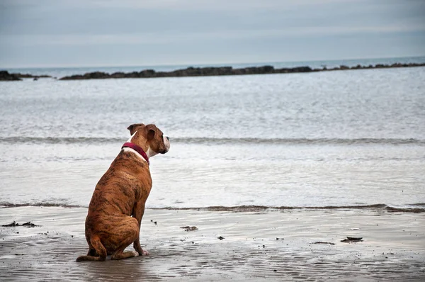 Cão Espera Costa Mar — Fotografia de Stock