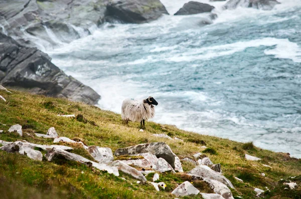 Ireland .Coast of Achill Island .The single sheep on the steep bank of ocean.