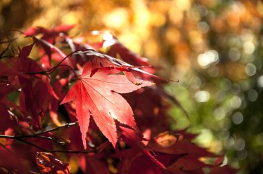 Japonca maple kırmızı dalı bırakır.