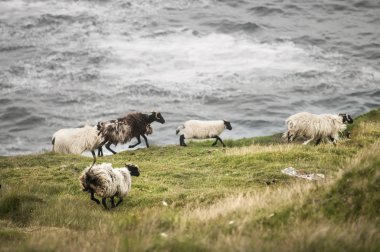 Irelnd. Achill Adası. Dik clif boyunca okyanusun kıyısında tarafından çalışan koyun