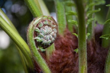 Fern genç twirled filiz  