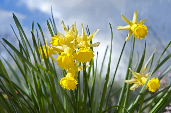 Dublin parklarda güneşli bahar gününde sarı nergis