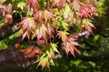 Acer Palmatum veya Japonca Akçaağaç Sonbahar içinde portakal yaprağı