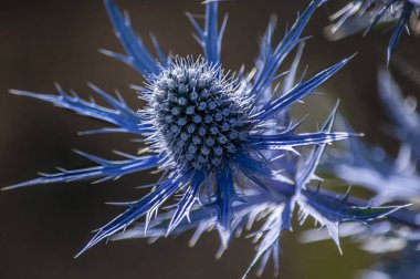 Mavi dikenli çiçek feverweed E. foetidum
