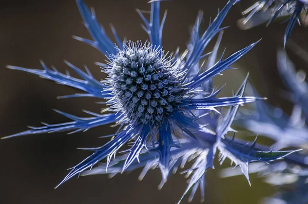 Синий Колючий Цветок Лихорадка Foetidum — стоковое фото