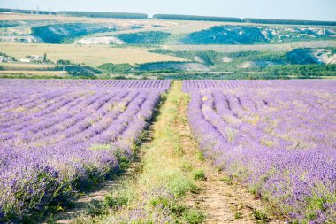 Alan yaz aylarında çiçek açması lavanta. Crimea.