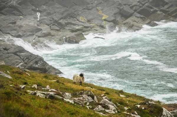 La costa irlandese — Foto Stock