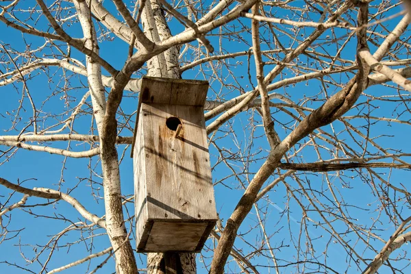 Ptačí budka na stromě. — Stock fotografie