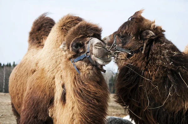 The Bactrian camels — Stock Photo, Image