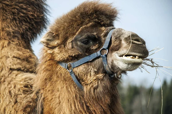 The Bactrian camel — Stock Photo, Image