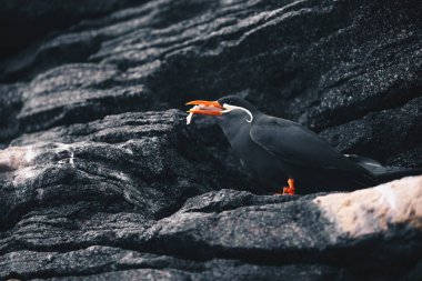 Inca sumru - Larosterna bir kayalık sahil uçurumun üzerinde oturan Inca