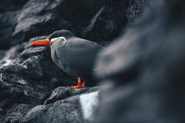 Inca sumru - Larosterna bir kayalık sahil uçurumun üzerinde oturan Inca