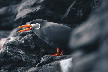 Inca sumru - Larosterna bir kayalık sahil uçurumun üzerinde oturan Inca